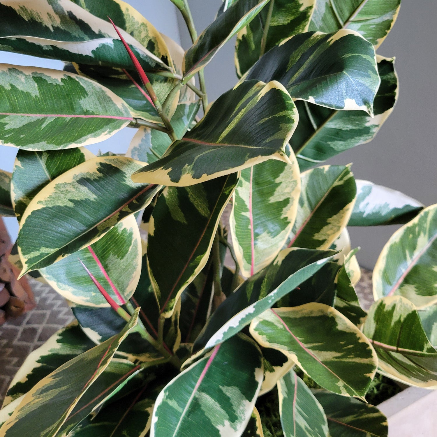 Rubber Tree Two-Tone in Square Urbano, SM