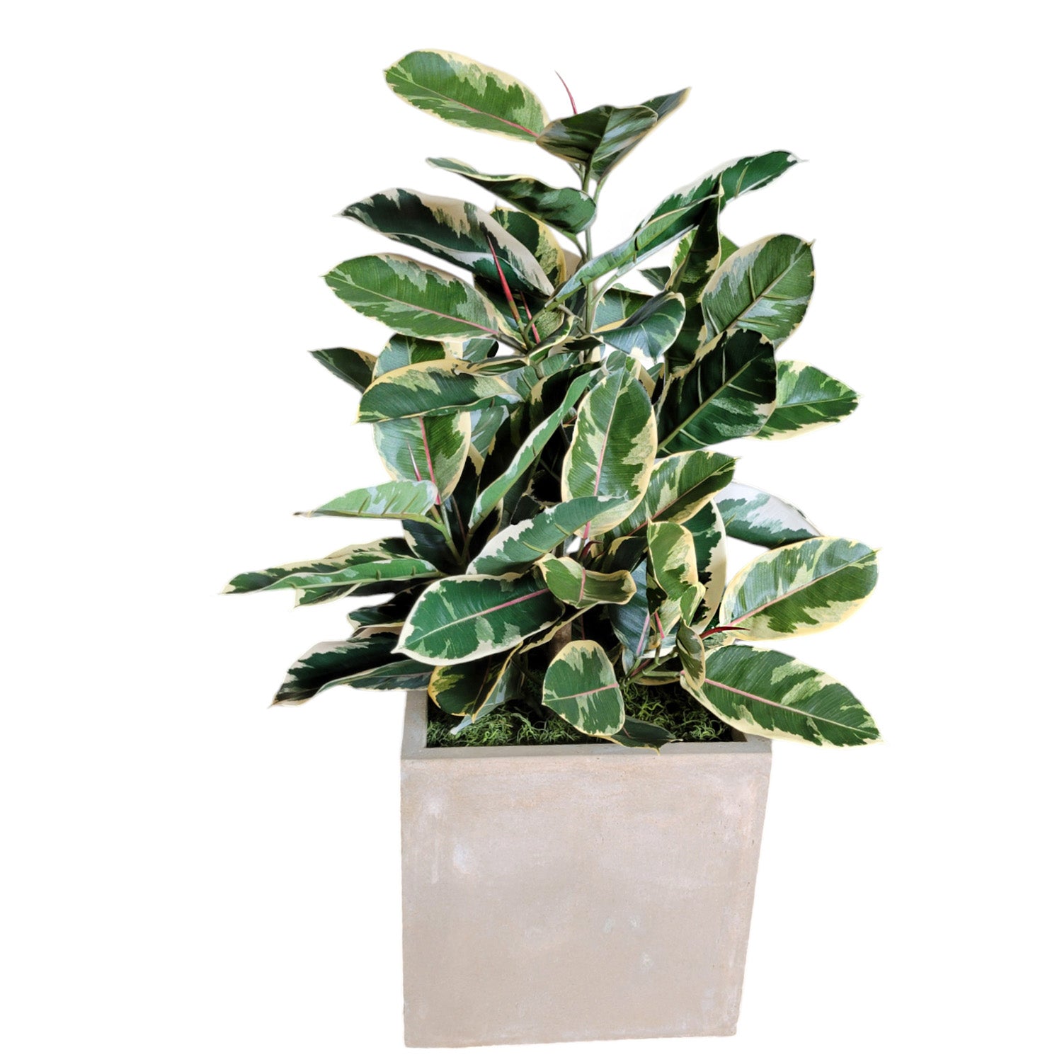 Rubber Tree Two-Tone in Square Urbano, SM