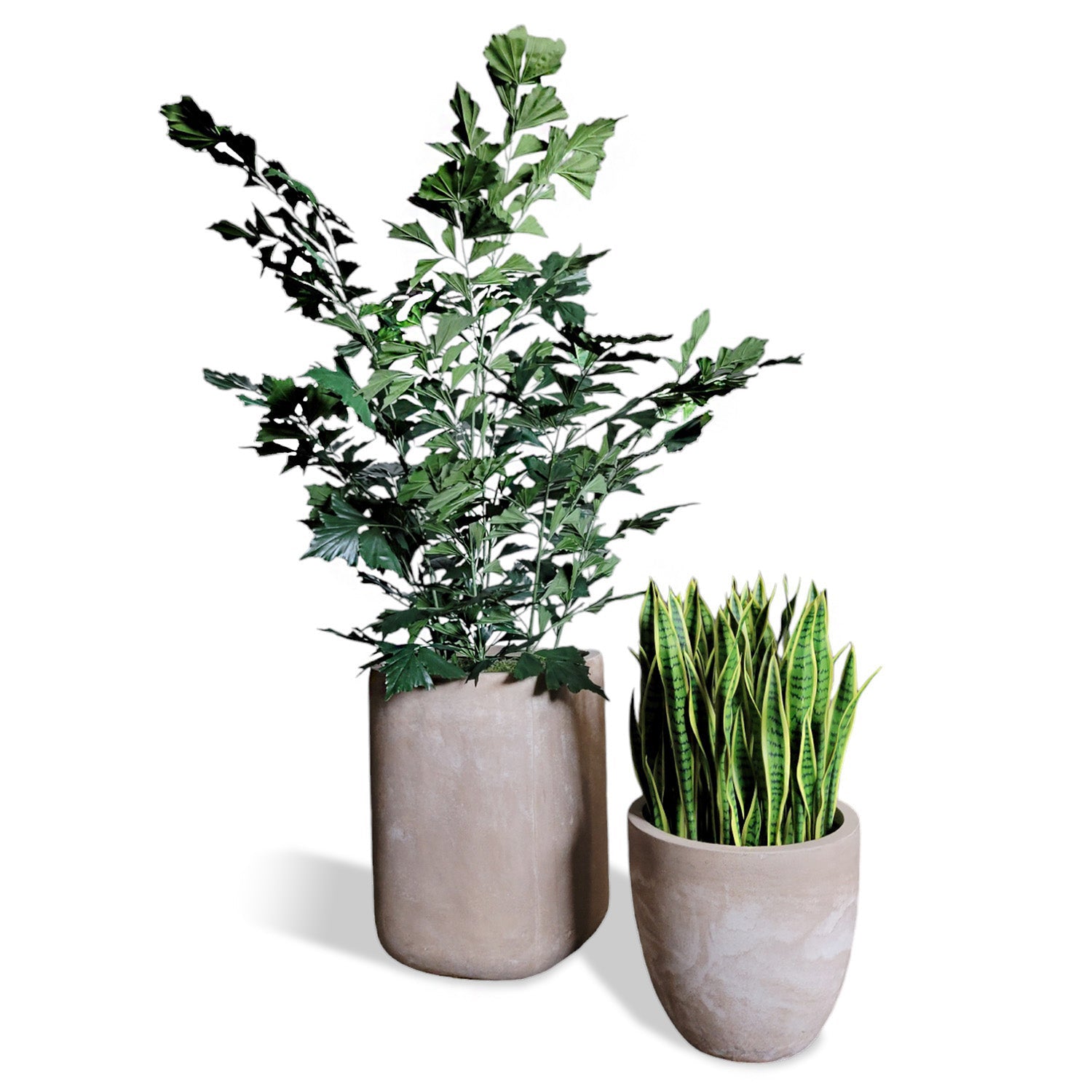 Fishtail Palm & Sansevieria Lime in Urbano Planters Set/ 2