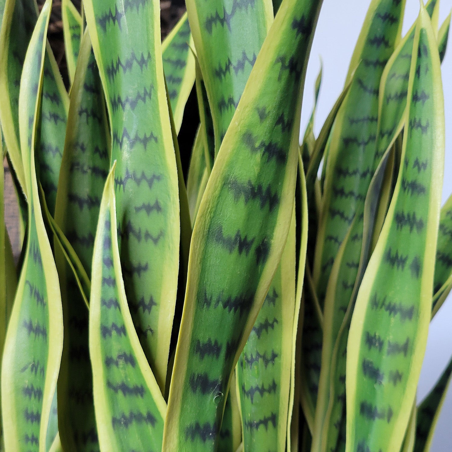 Fishtail Palm & Sansevieria Lime in Urbano Planters Set/ 2