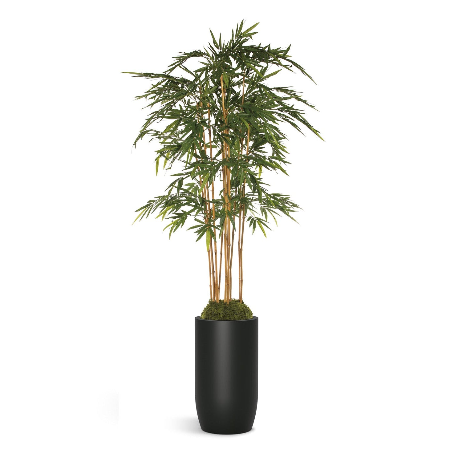 Bamboo plant in black barrel shaped planter on a white background.