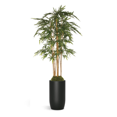 Bamboo plant in black barrel shaped planter on a white background.