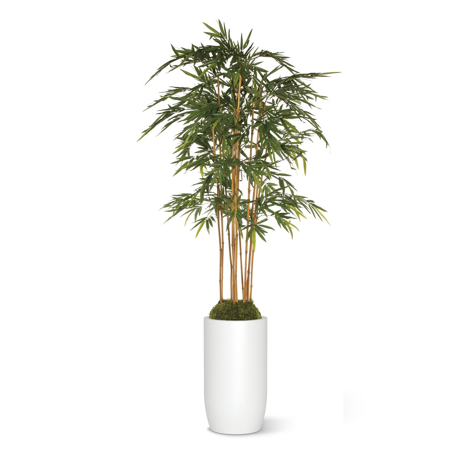 Bamboo plant in white barrel shaped planter on a white background.