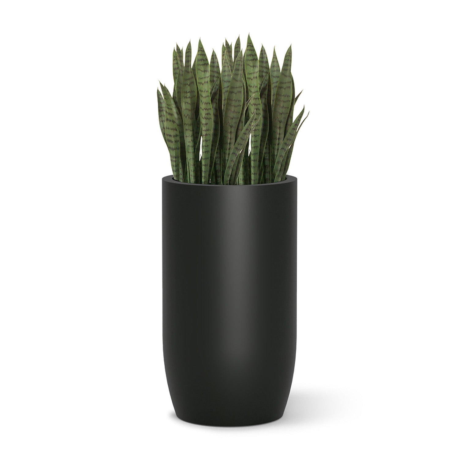 Sanseveria in a 32" tall black barrel shaped planter on a white background.