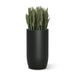 Sanseveria in a 32" tall black barrel shaped planter on a white background.