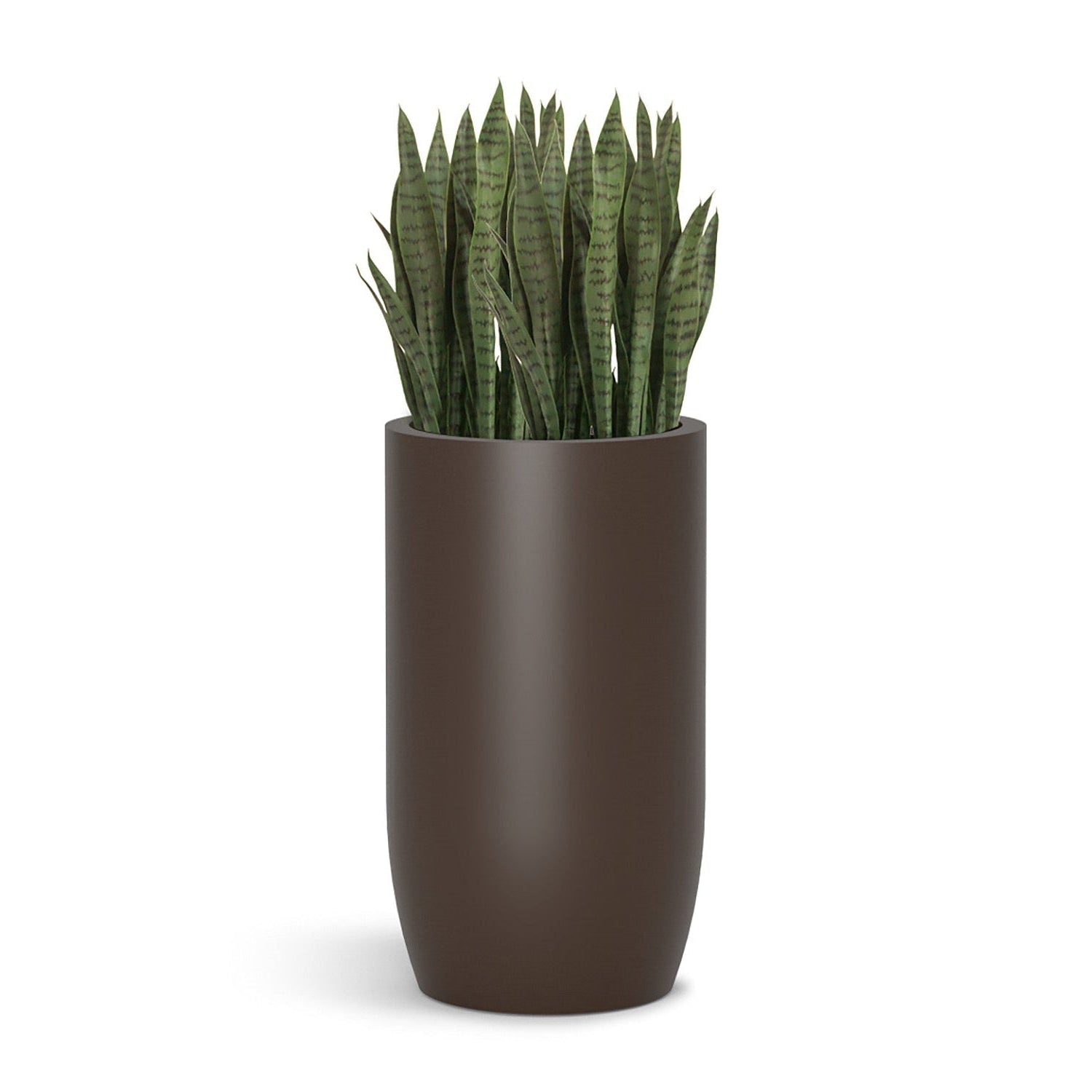 Sanseveria in a 32" tall brown barrel shaped planter on a white background.