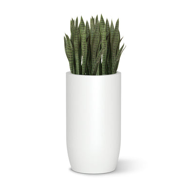 Sanseveria in a 32" tall white barrel shaped planter on a white background.