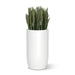 Sanseveria in a 32" tall white barrel shaped planter on a white background.