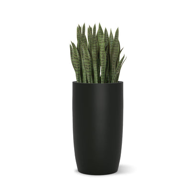 Sanseveria plant in a black barrel-shaped planter on a white background.