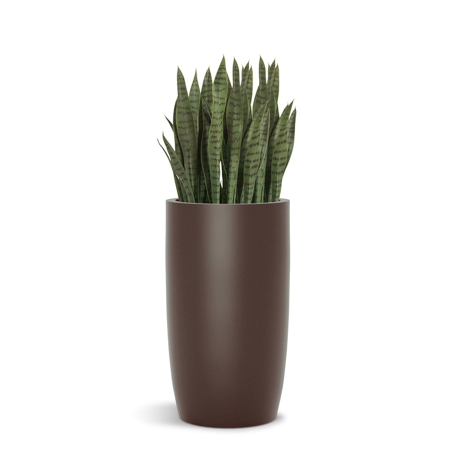 Sanseveria in a 32" tall brown barrel shaped planter on a white background.