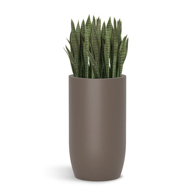 Sanseveria plant in a gunmetal barrel-shaped planter on a white background.