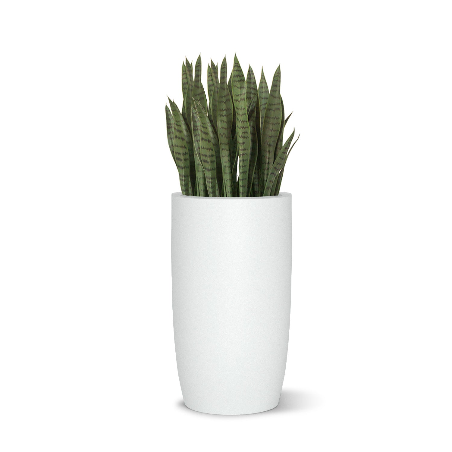 Sanseveria plant in a white barrel shaped planter on a white background.