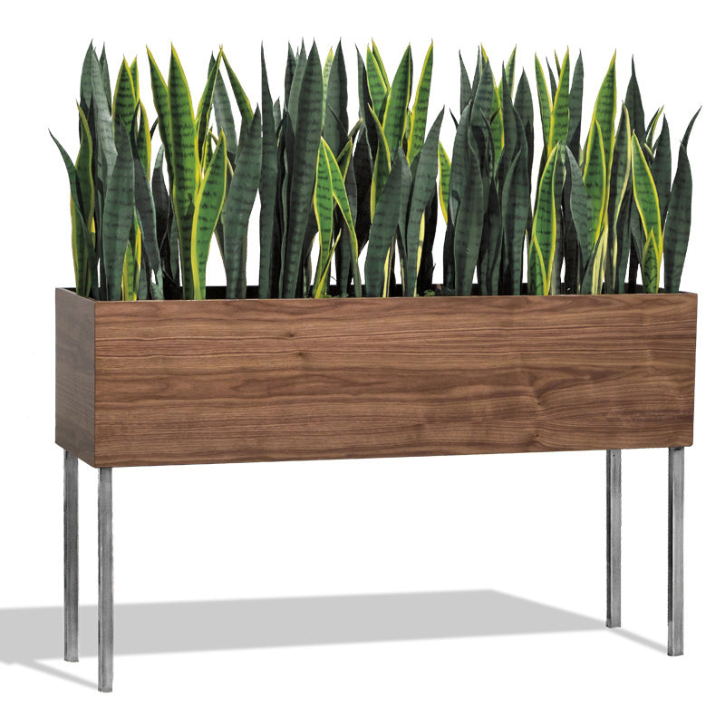 Sansevieria Mix in Rectangle Planter w/ Legs