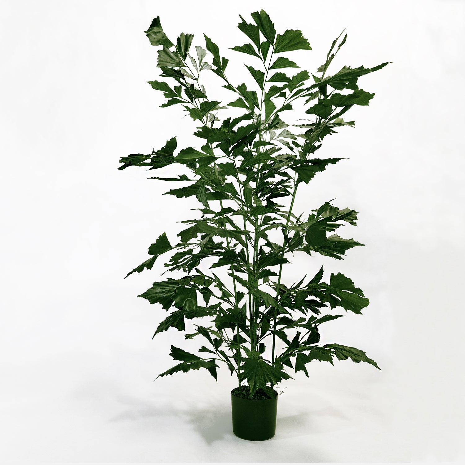 Fishtail Palm 59”H, potted