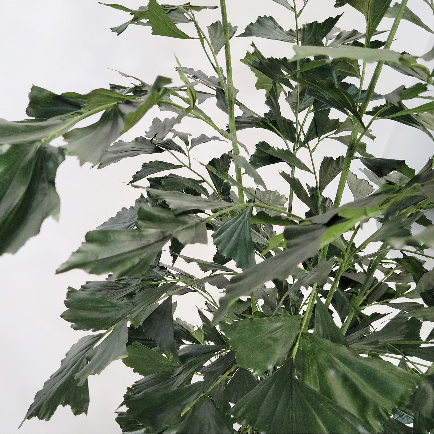 Fishtail Palm 59”H, potted