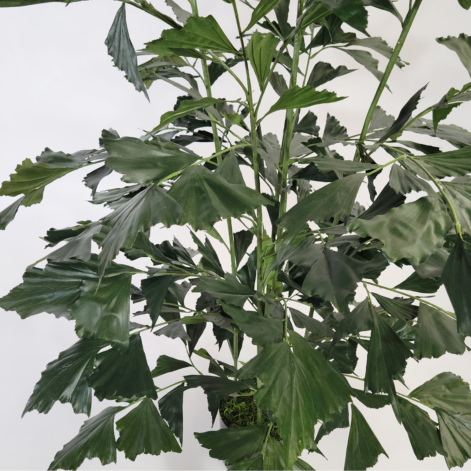 Fishtail Palm 59”H, potted