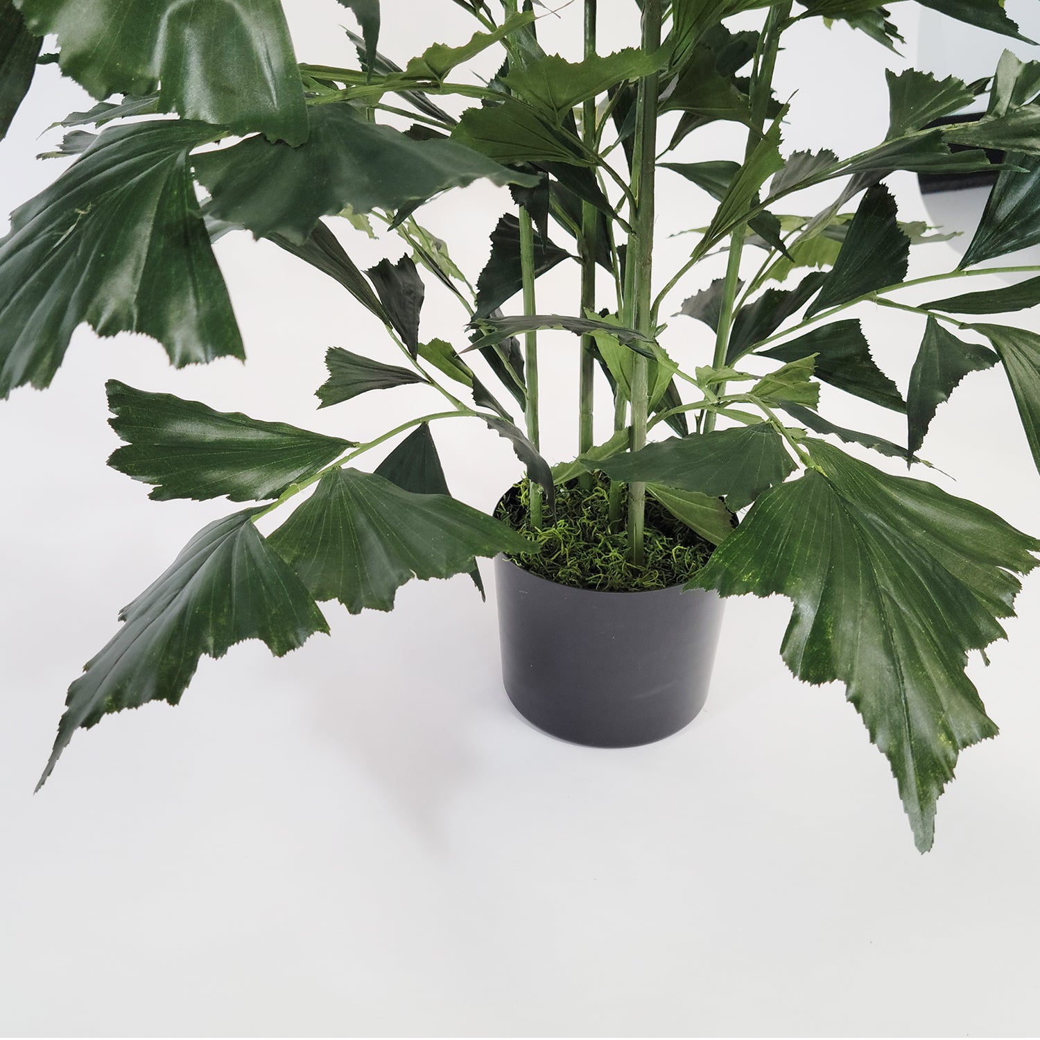 Fishtail Palm 59”H, potted