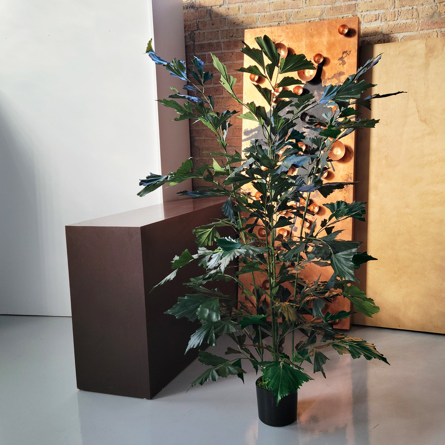 Fishtail Palm 59”H, potted