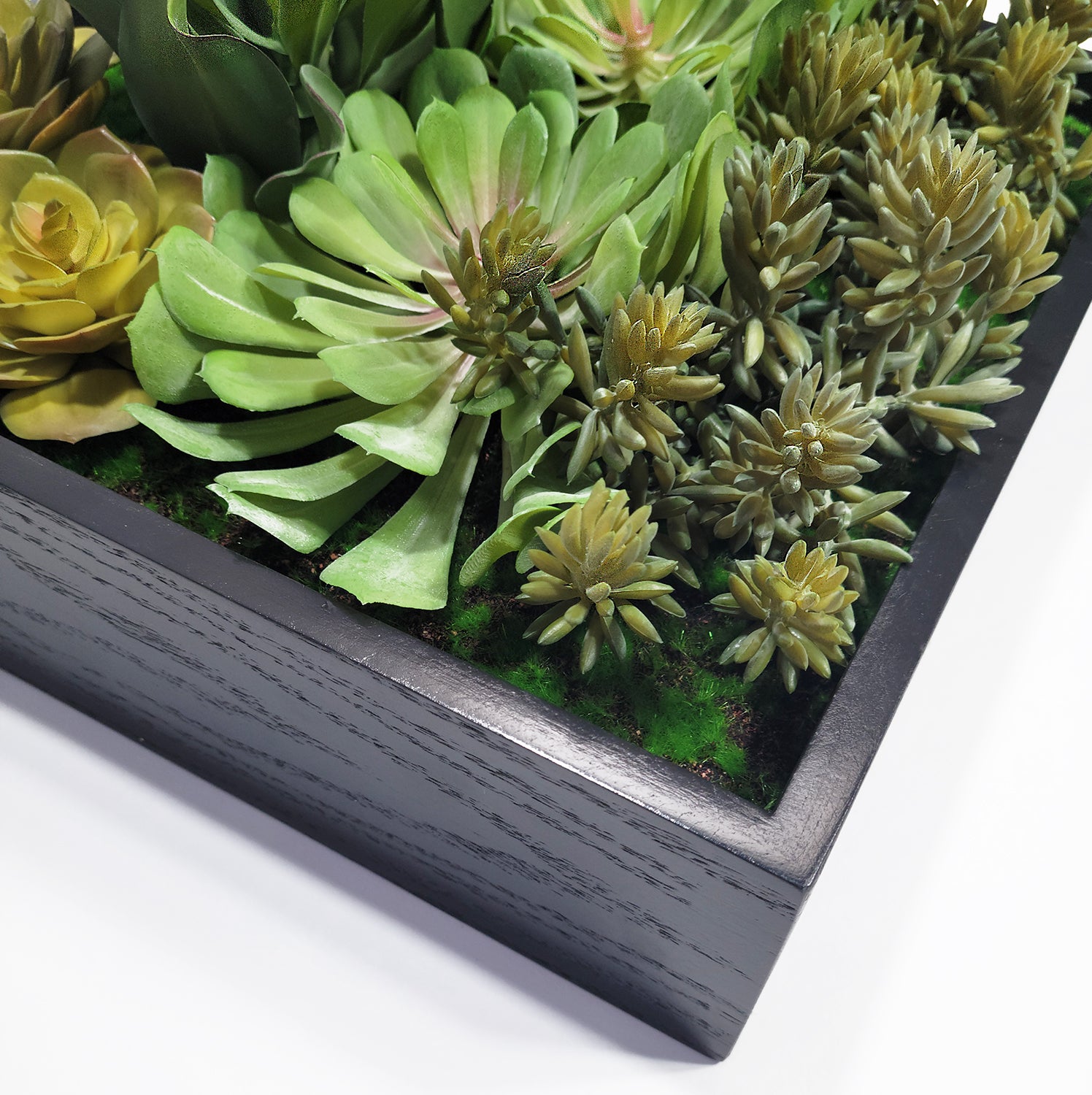 Green Wall, Mini Pulidonis & Kalanchoe 2