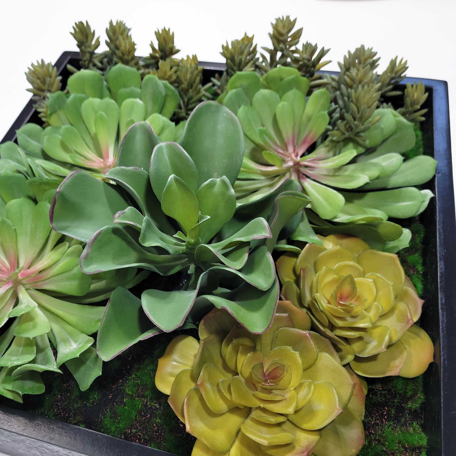 Green Wall, Mini Pulidonis & Kalanchoe 2