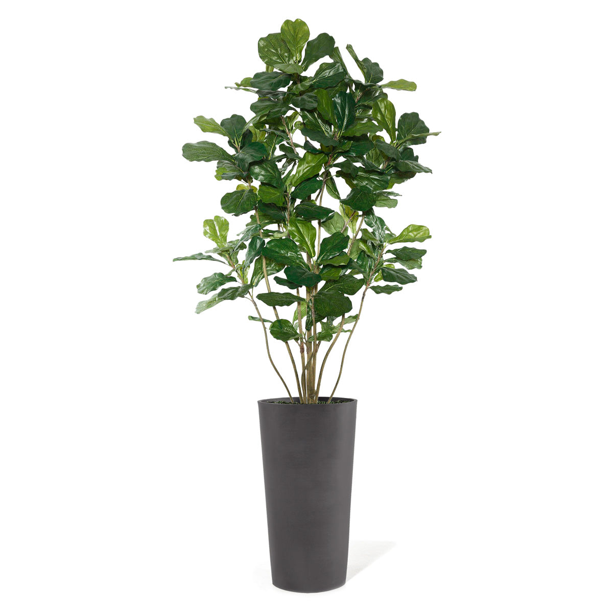 Permanent Botanical fiddle leaf fig plant in a black pot on a white background