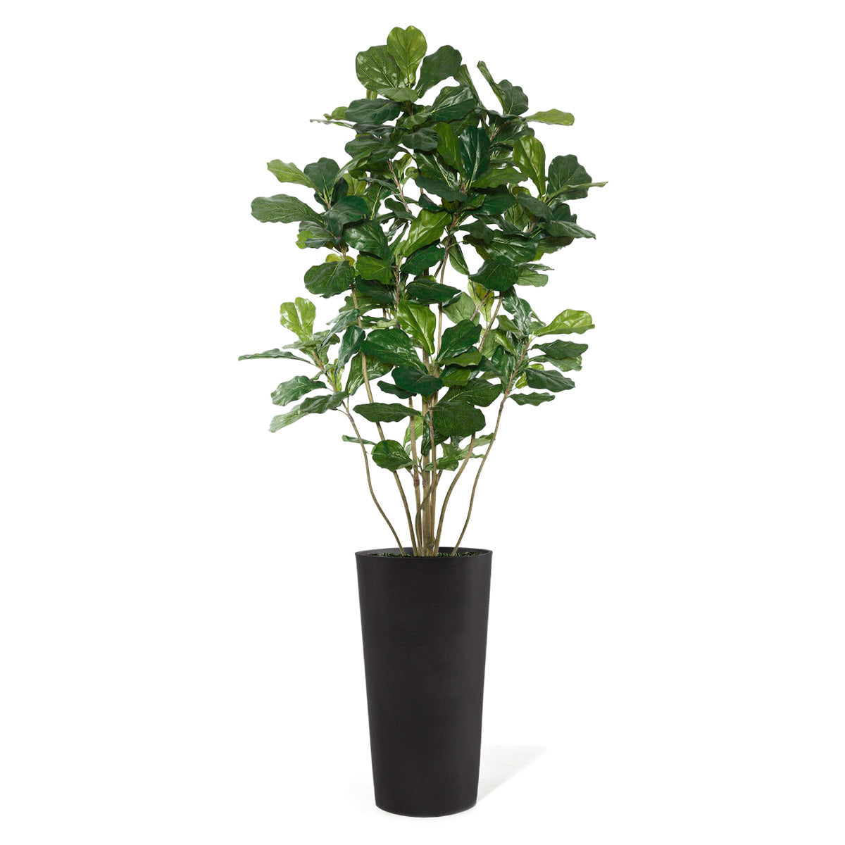 Permanent Botanical fiddle leaf fig plant in a black pot on a white background
