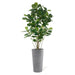 Permanent Botanical fiddle leaf fig plant in a grey pot on a white background
