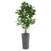 Permanent Botanical fiddle leaf fig plant in a grey pot on a white background