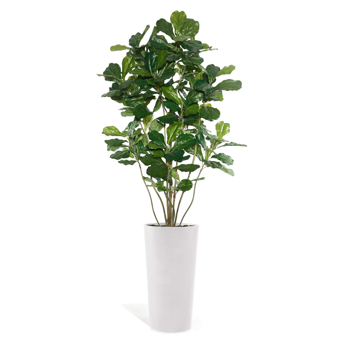 Permanent Botanical fiddle leaf fig plant in a white pot on a white background