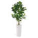 Permanent Botanical fiddle leaf fig plant in a white pot on a white background
