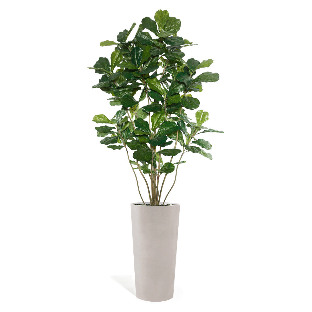 Permanent Botanical fiddle leaf fig plant in a white pot on a white background