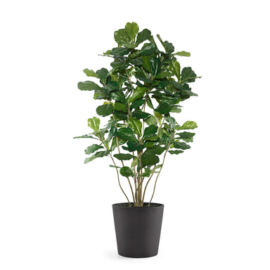 Permanent Botanical fiddle leaf fig plant in a black pot on a white background