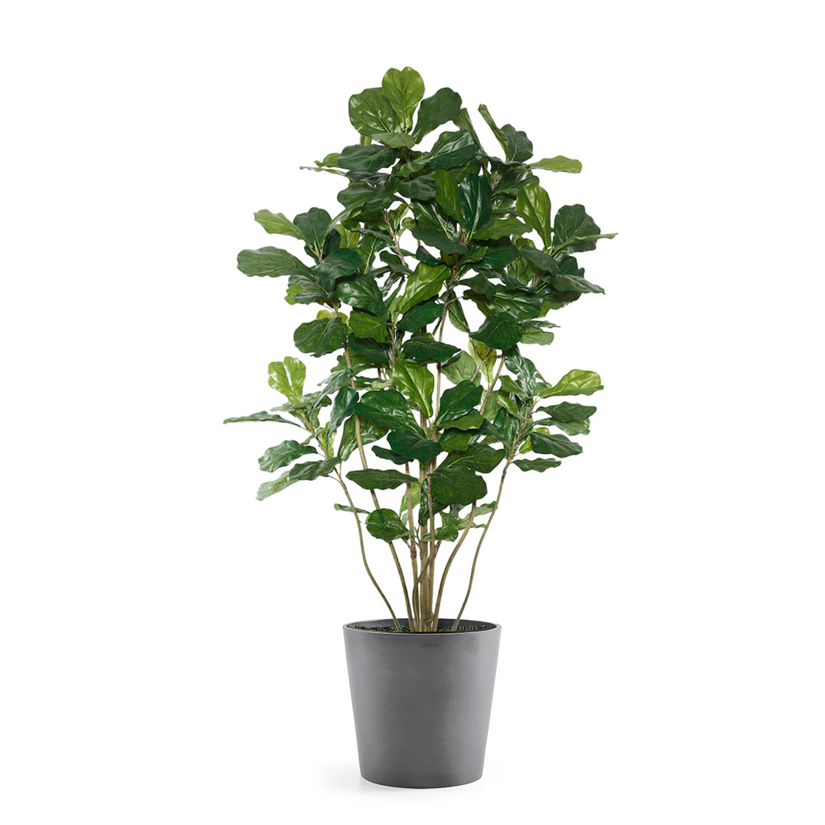 Permanent Botanical fiddle leaf fig plant in a grey pot on a white background