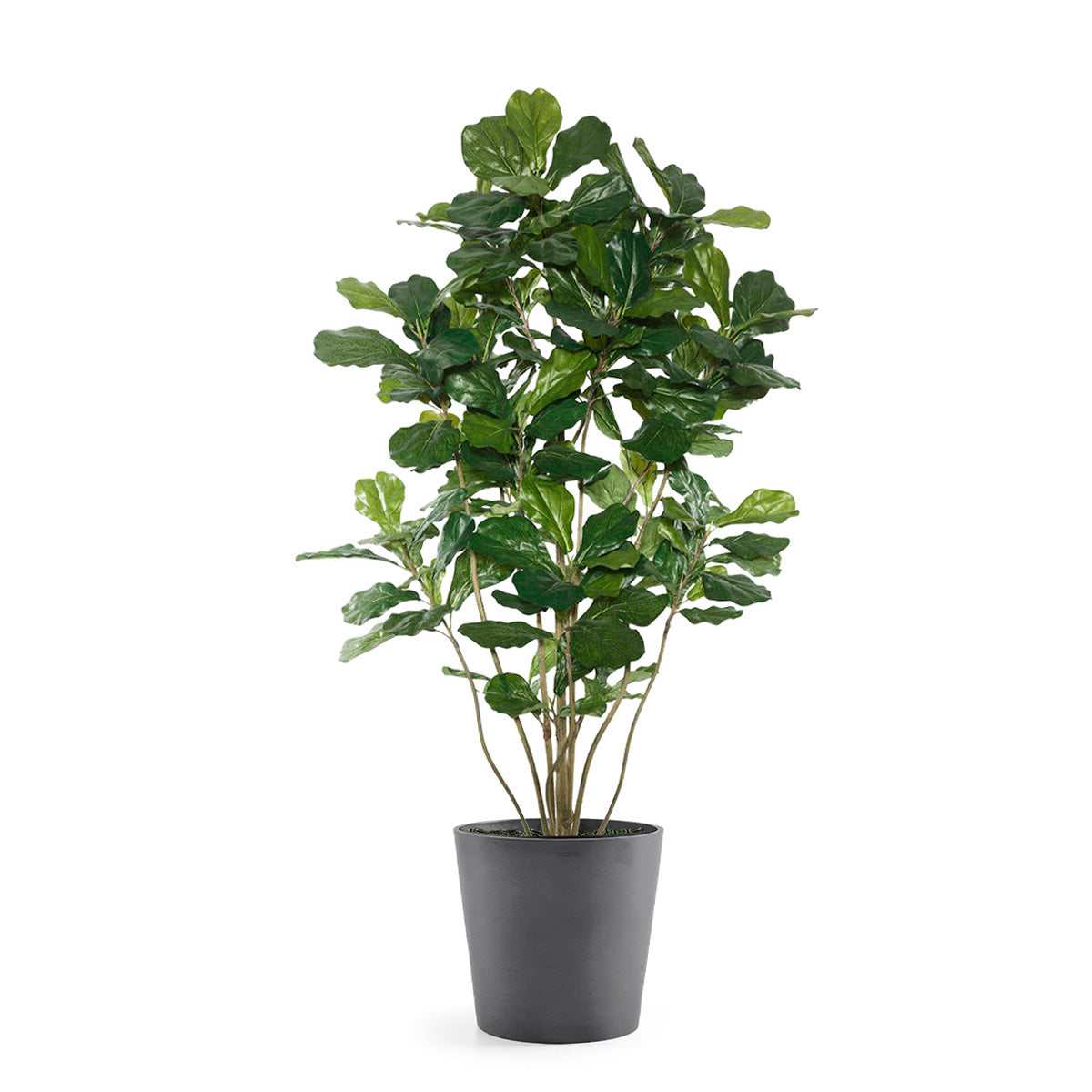 Permanent Botanical fiddle leaf fig plant in a grey pot on a white background