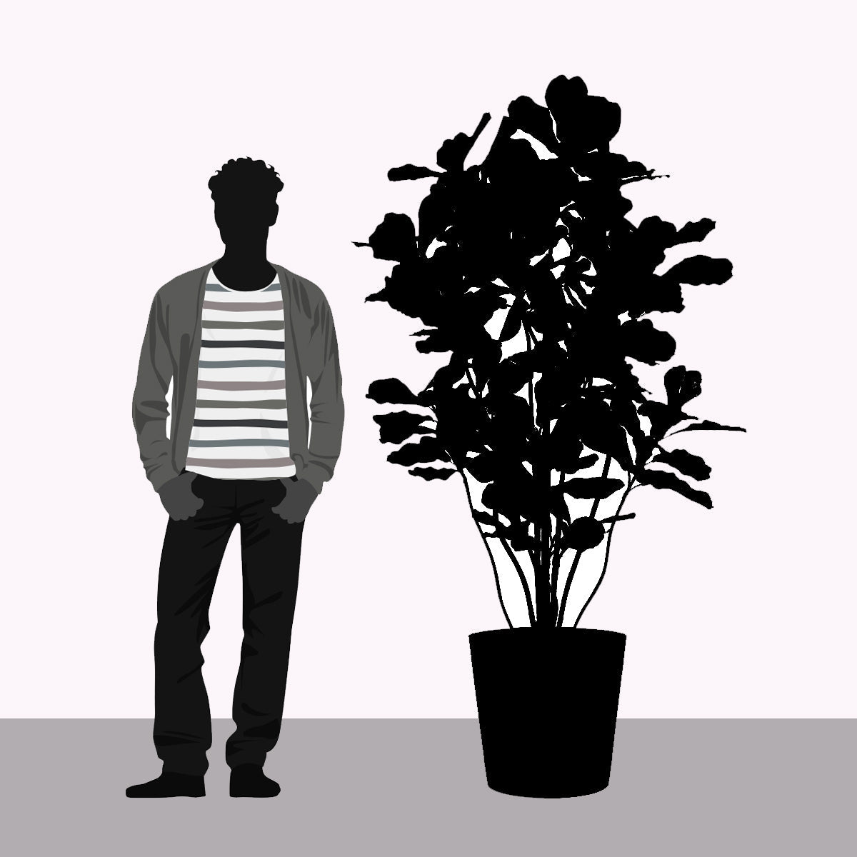 Fiddle Leaf Tree in Modesto MD