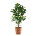 Permanent Botanical fiddle leaf fig plant in a terra cotta colored pot on a white background