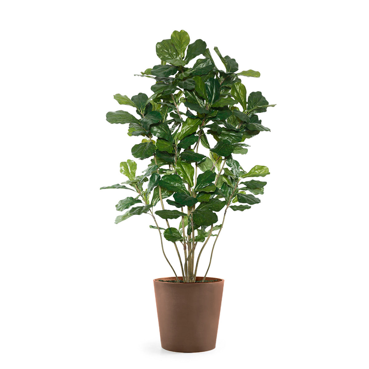 Permanent Botanical fiddle leaf fig plant in a terra cotta colored pot on a white background