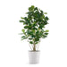 Permanent Botanical fiddle leaf fig plant in a white pot on a white background