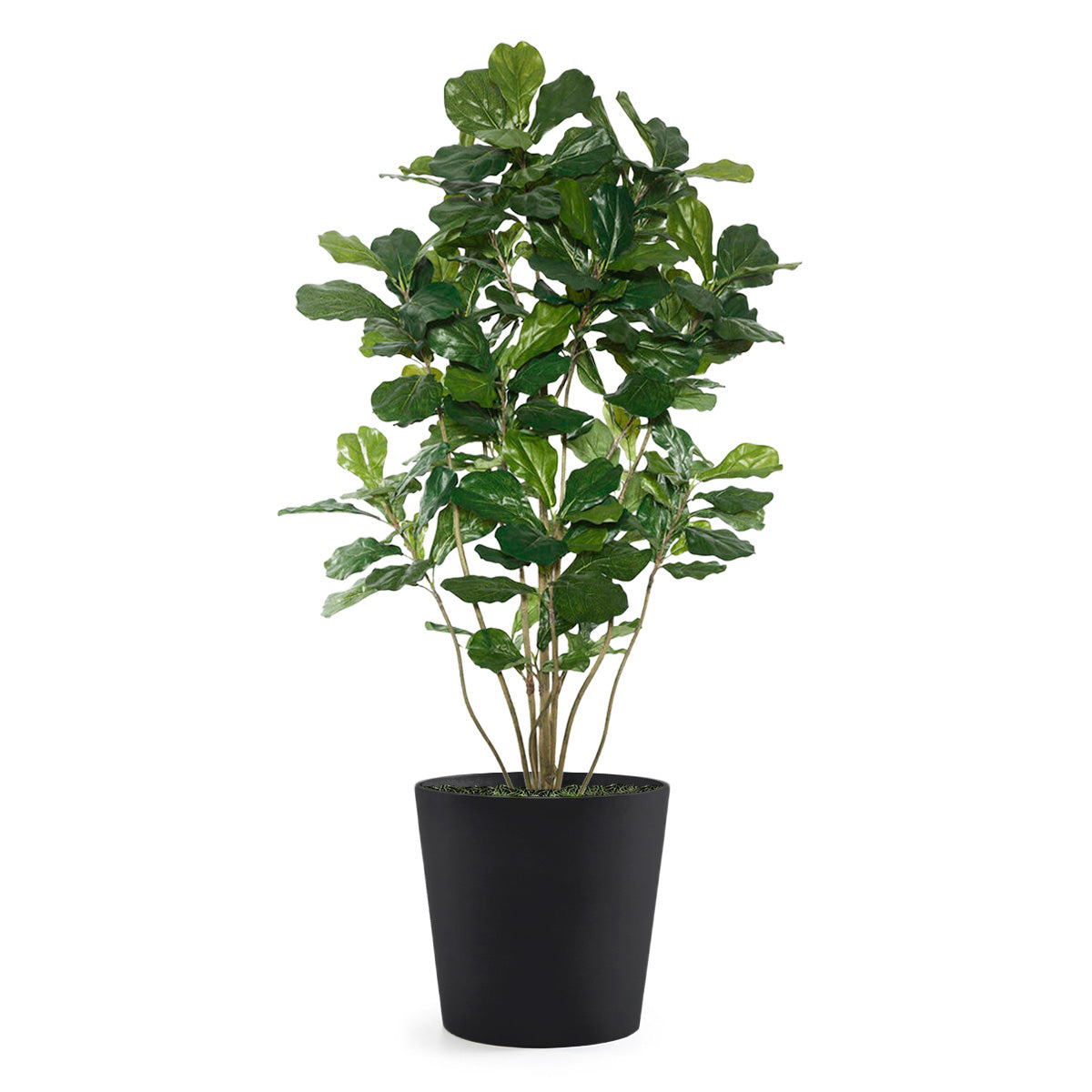 Permanent Botanical fiddle leaf fig plant in a black  pot on a white background