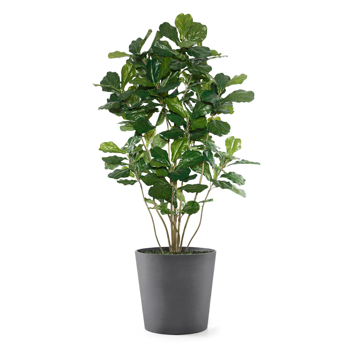Permanent Botanical fiddle leaf fig plant in a grey pot on a white background