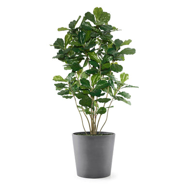Permanent Botanical fiddle leaf fig plant in a grey pot on a white background