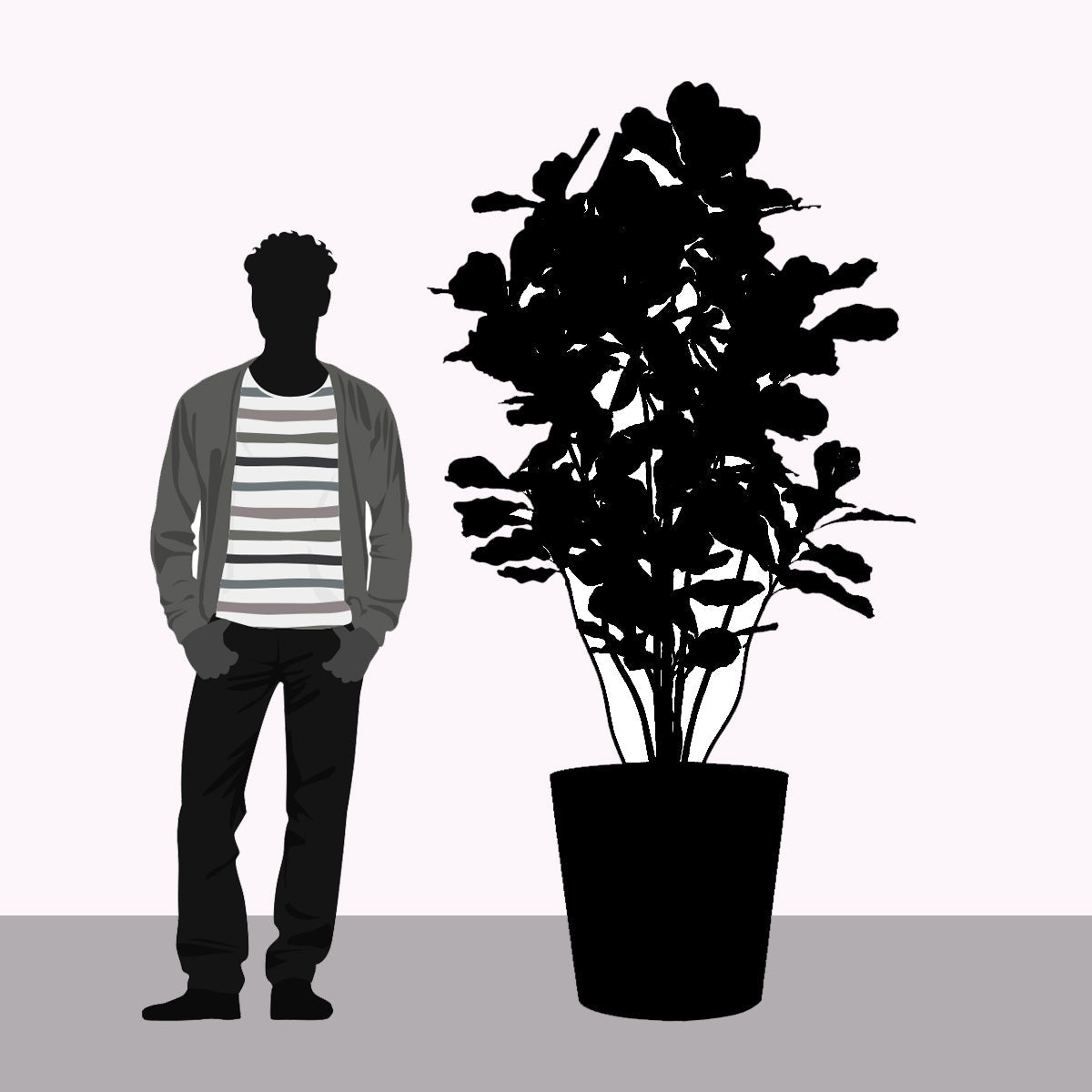 Fiddle Leaf Tree in Modesto LG