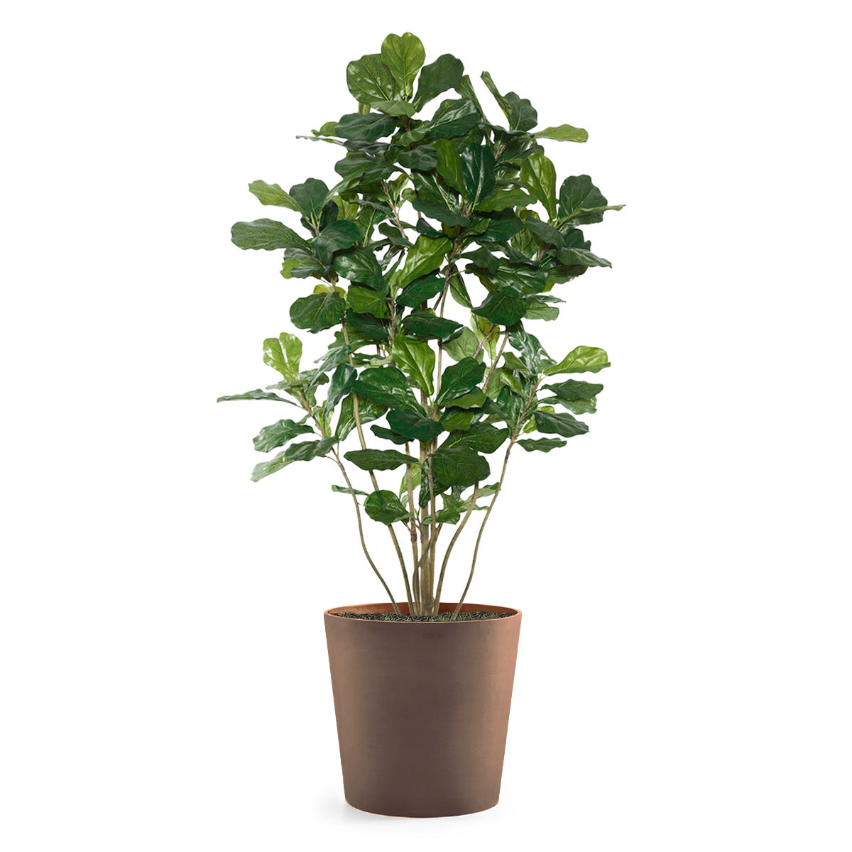 Permanent Botanical fiddle leaf fig plant in a terra cotta colored pot on a white background