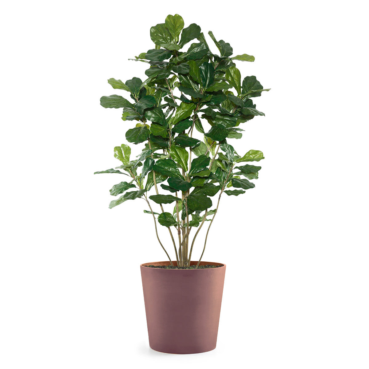 Fiddle Leaf Tree in Modesto LG