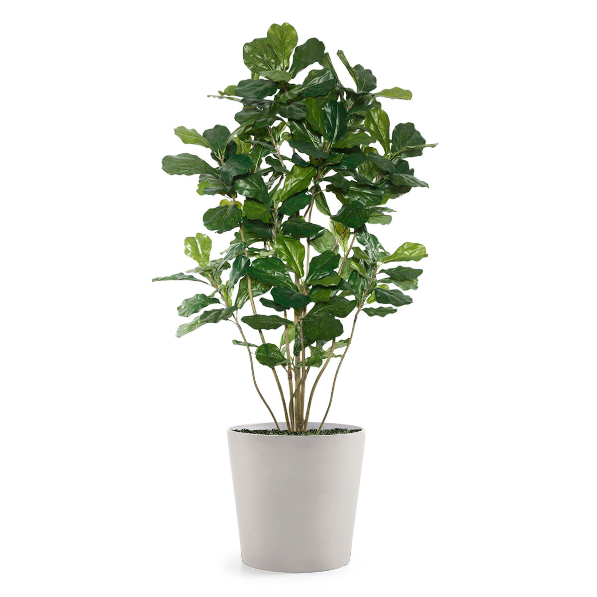 Permanent Botanical fiddle leaf fig plant in a white pot on a white background