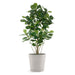 Permanent Botanical fiddle leaf fig plant in a white pot on a white background