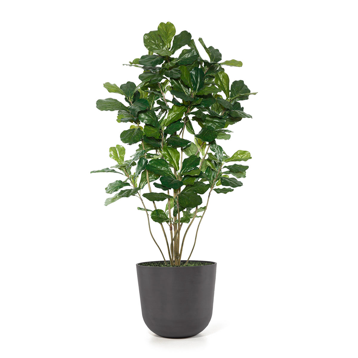 Permanent Botanical fiddle leaf fig plant in a black pot on a white background.