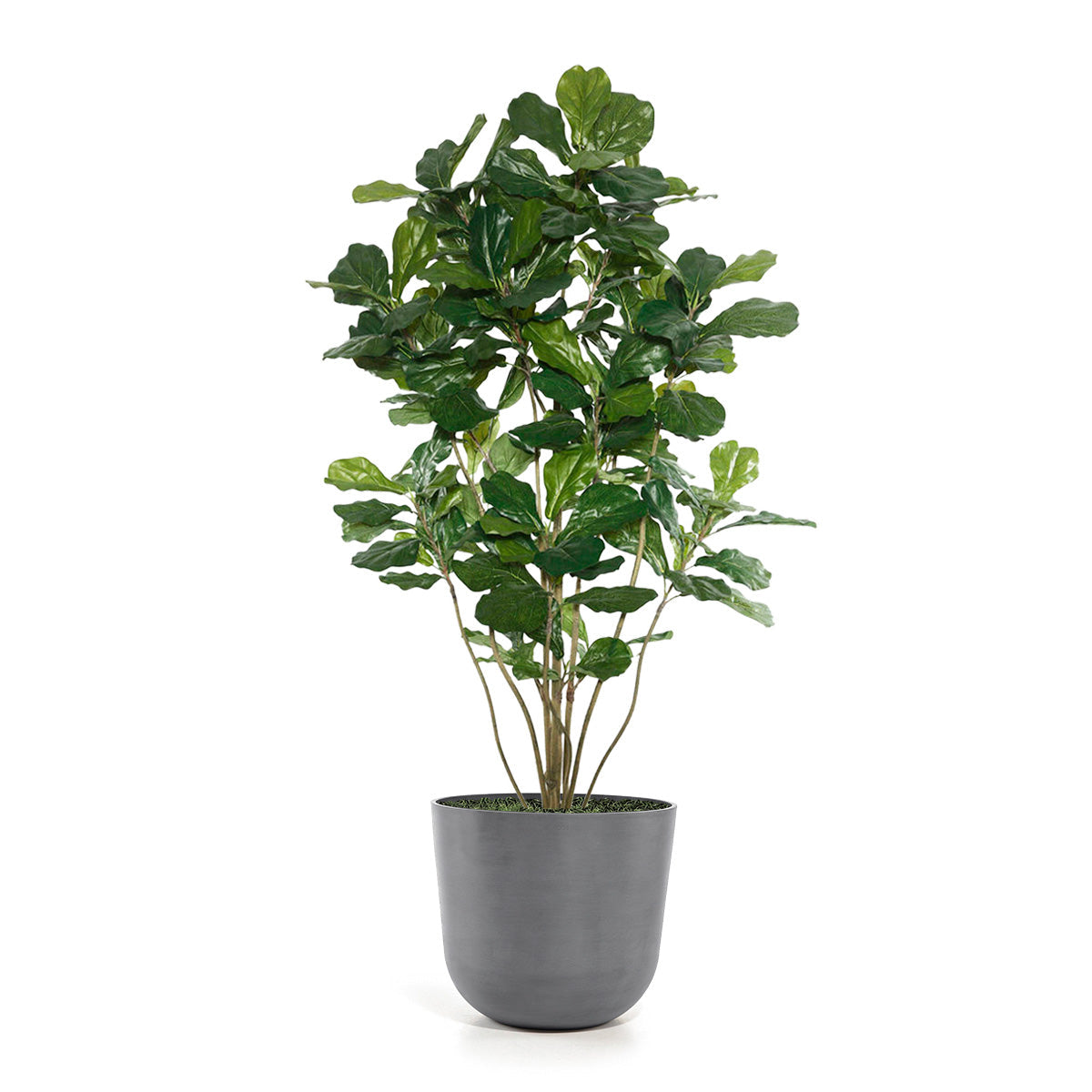 Permanent Botanical fiddle leaf fig plant in a grey pot on a white background