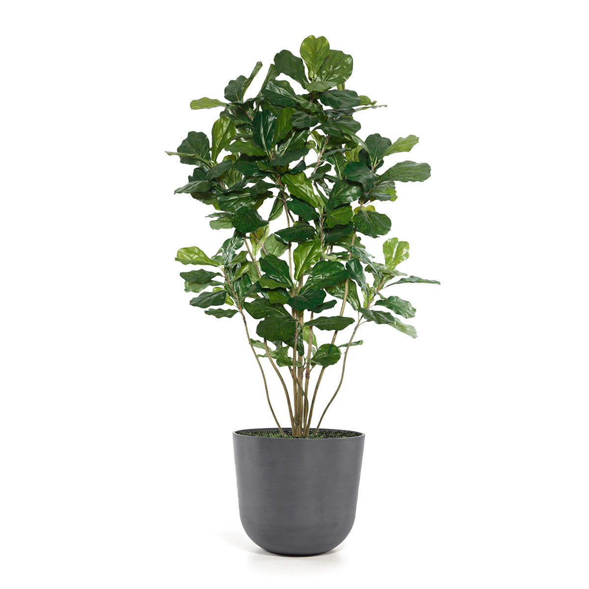 Fiddle Leaf Tree in Rotunda MD