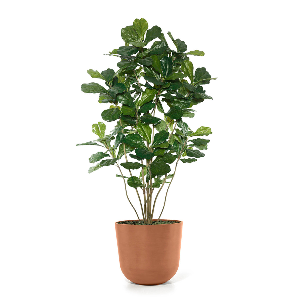 Permanent Botanical fiddle leaf fig plant in a terra cotta colored pot on a white background